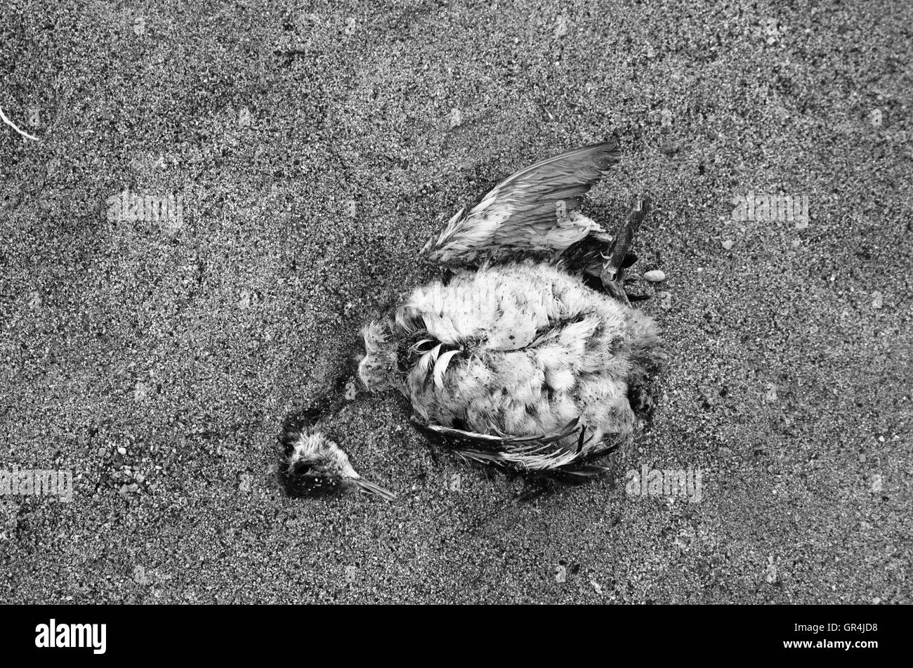 Vogel Tod Krankheit Tierwelt Wüste Körper Karkasse Stockfoto