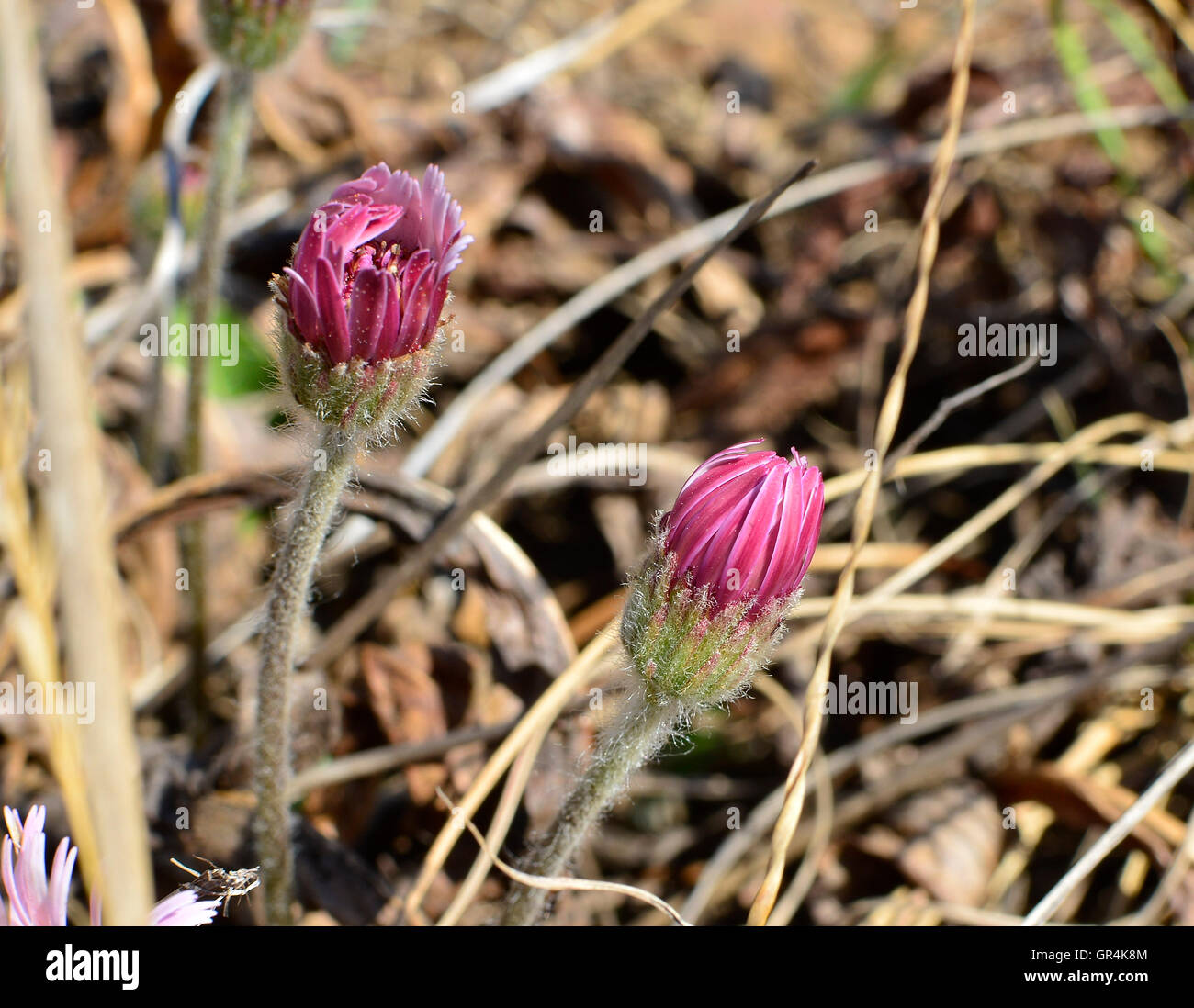 Rosa Wildblumen im Frühjahr vor dem Regen mit Trockenrasen Hintergrund in starkem Kontrast. Stockfoto