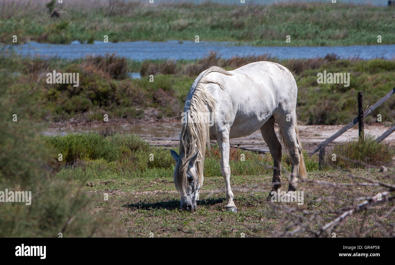 Ein weißes Pferd in der Region Camargue in Frankreich Stockfoto