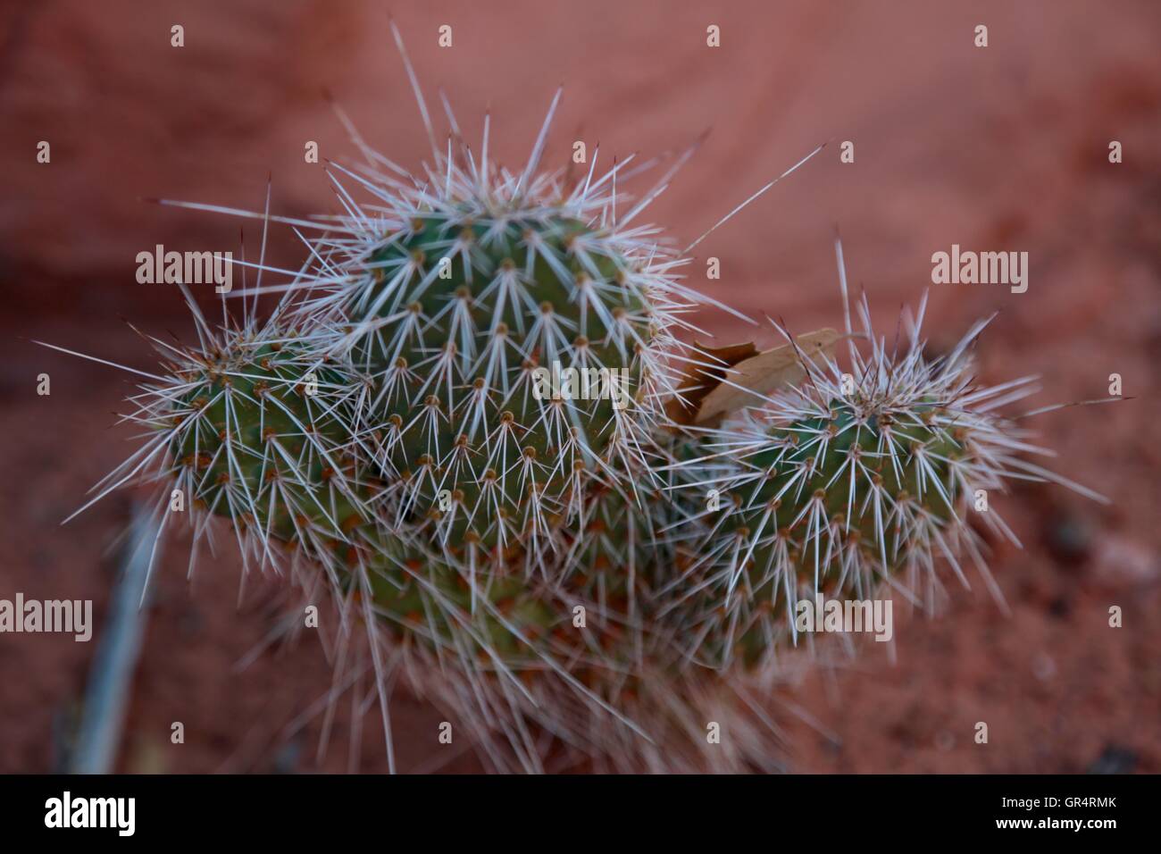 Flachen Fokus auf eine stachelige, kleinen Kaktus. Stockfoto