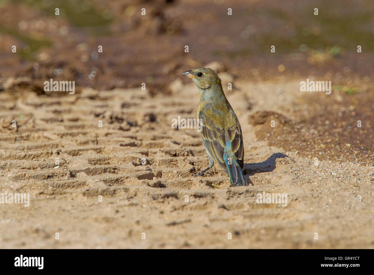 Lazuli Bunting Passerina Amoena Empire-Cienega National Conservation Area. Arizona, Vereinigte Staaten 3 September unreifen Mal Stockfoto