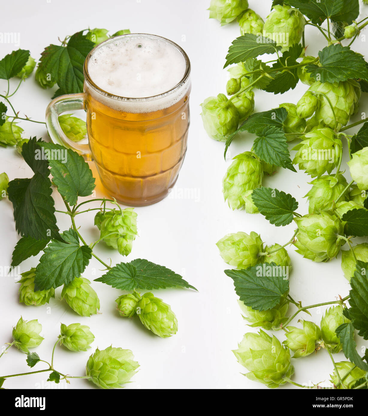 Hopfen Stockfoto