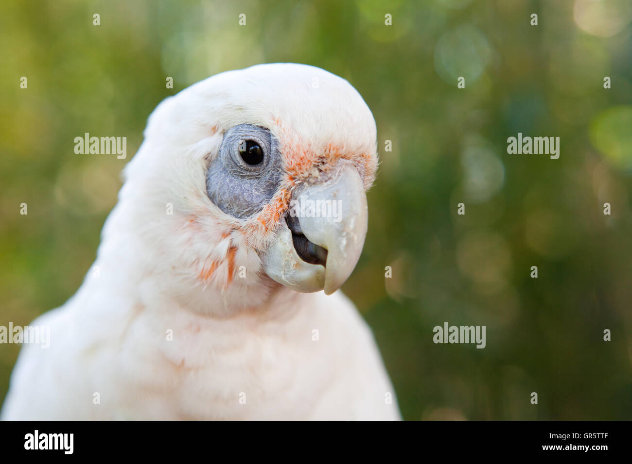 Portriat eines Papageis Stockfoto