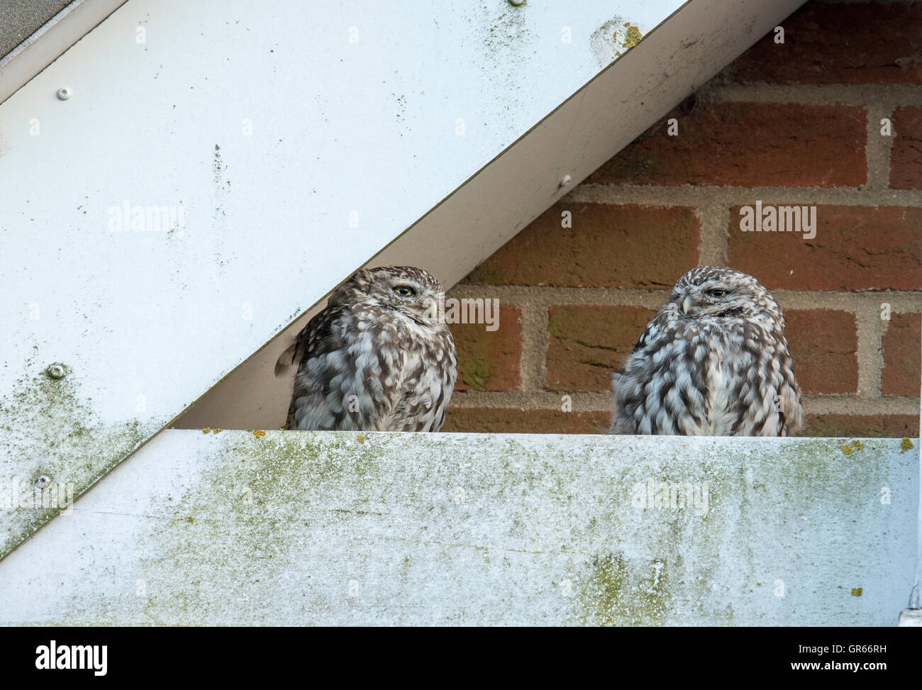 Paar kleine Eulen (Athene Noctua) thront auf einer Giebelseite eines Schulgebäudes. Stockfoto
