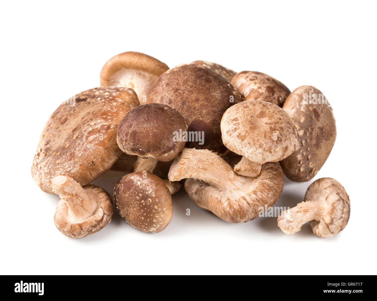 Shiitake-Pilz isoliert auf weißem Hintergrund Stockfoto