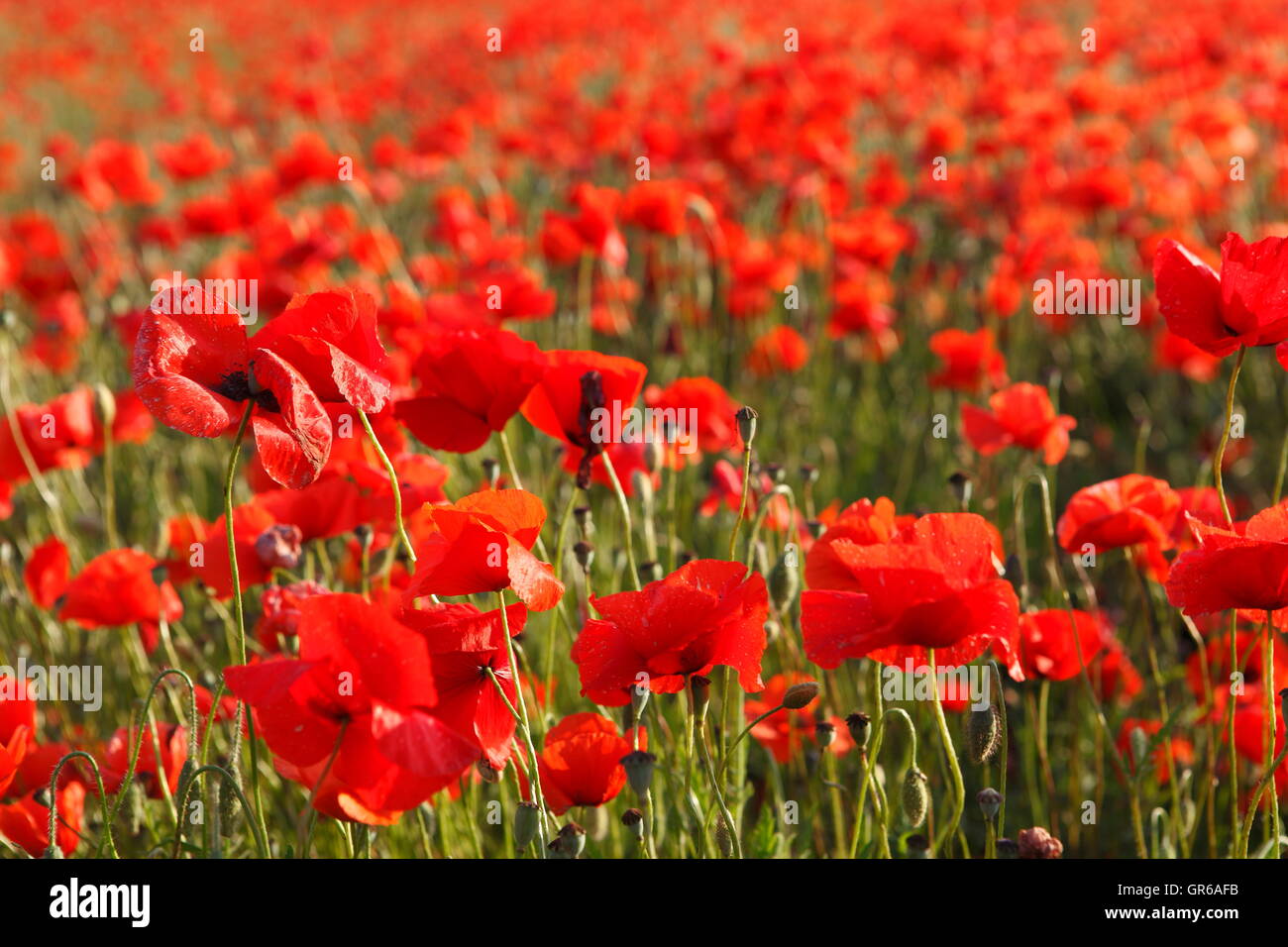 Papaver Rhoeas Mohn Feld Stockfoto