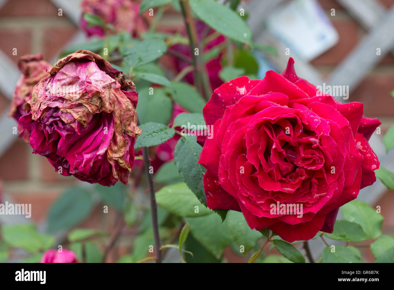 Grauer Schimmel oder Mehltau Botrytis, Botrytis Cinerea, verwöhnt und gesunde Blüten von einer roten Rose nach Sommerregen Stockfoto