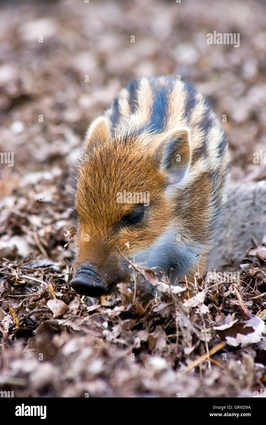 Wildschweine Ferkel (Sus Scrofa) im Schlamm Stockfoto