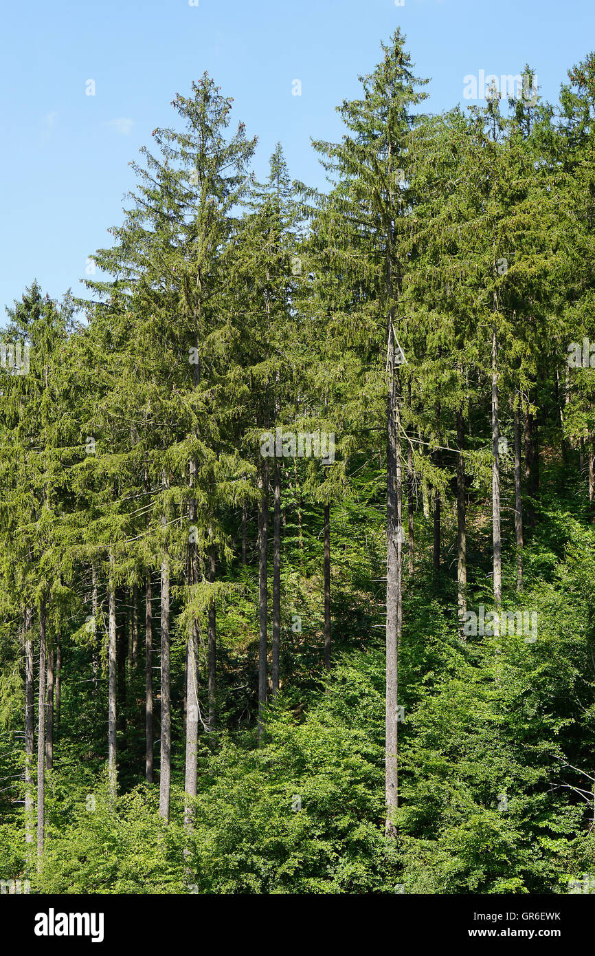 Europäischen Fichten oder Picea abies Stockfoto