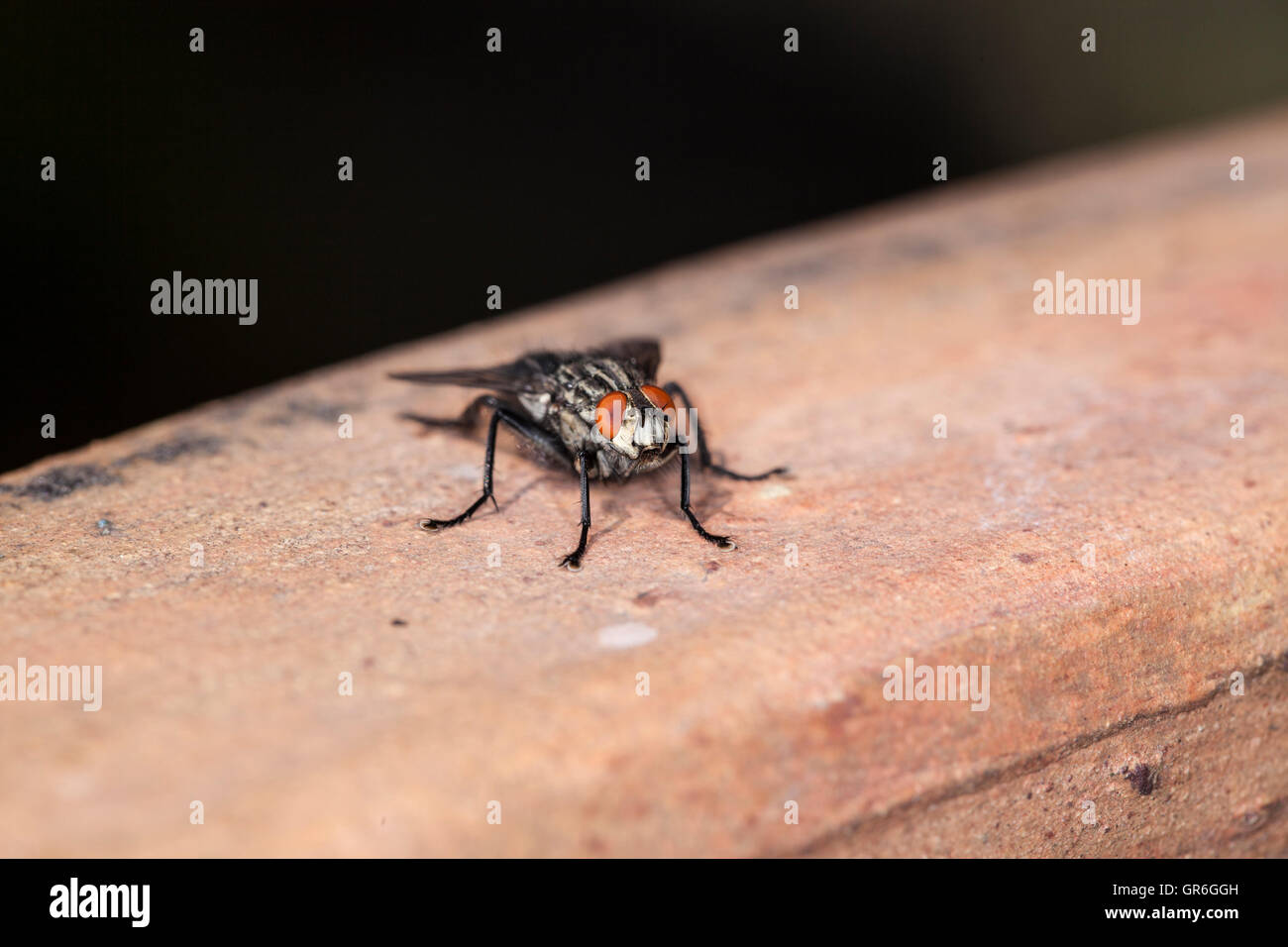 ganz in der Nähe fliegen Stockfoto