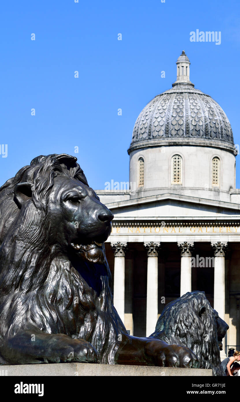 London, England, Vereinigtes Königreich. Trafalgar Square. Löwen-Statuen (1867: Sir Edwin Landseer) an der Basis des Nelson Säule / National Galerie Stockfoto