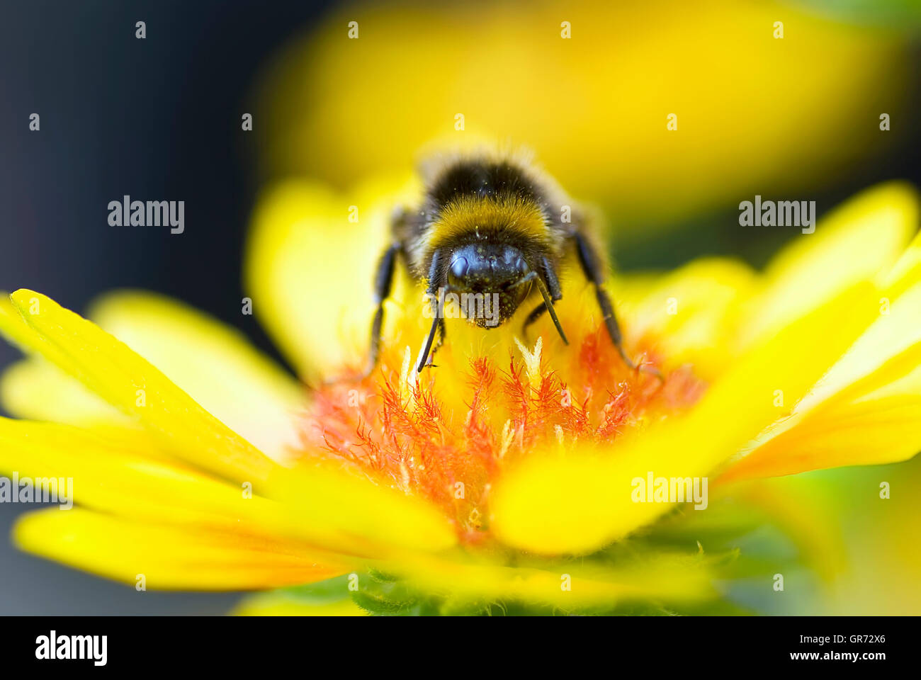 Nahaufnahme von Bee Pollen zu sammeln, auf Orange und gelbe Blume Stockfoto