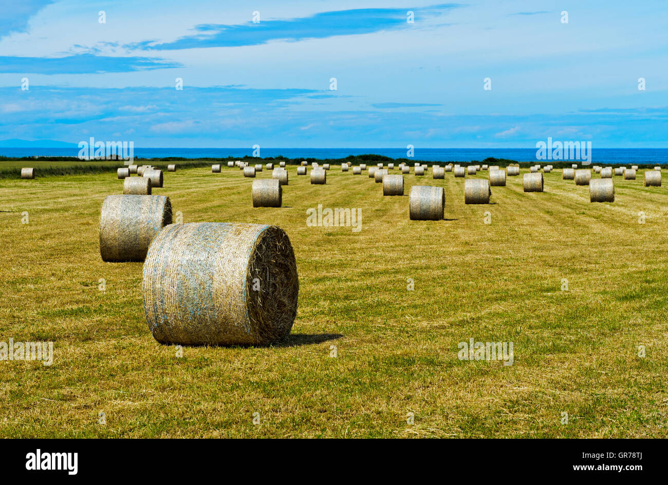 Auf einem Stoppelfeld Stroh Rundballen gepresst Stockfoto