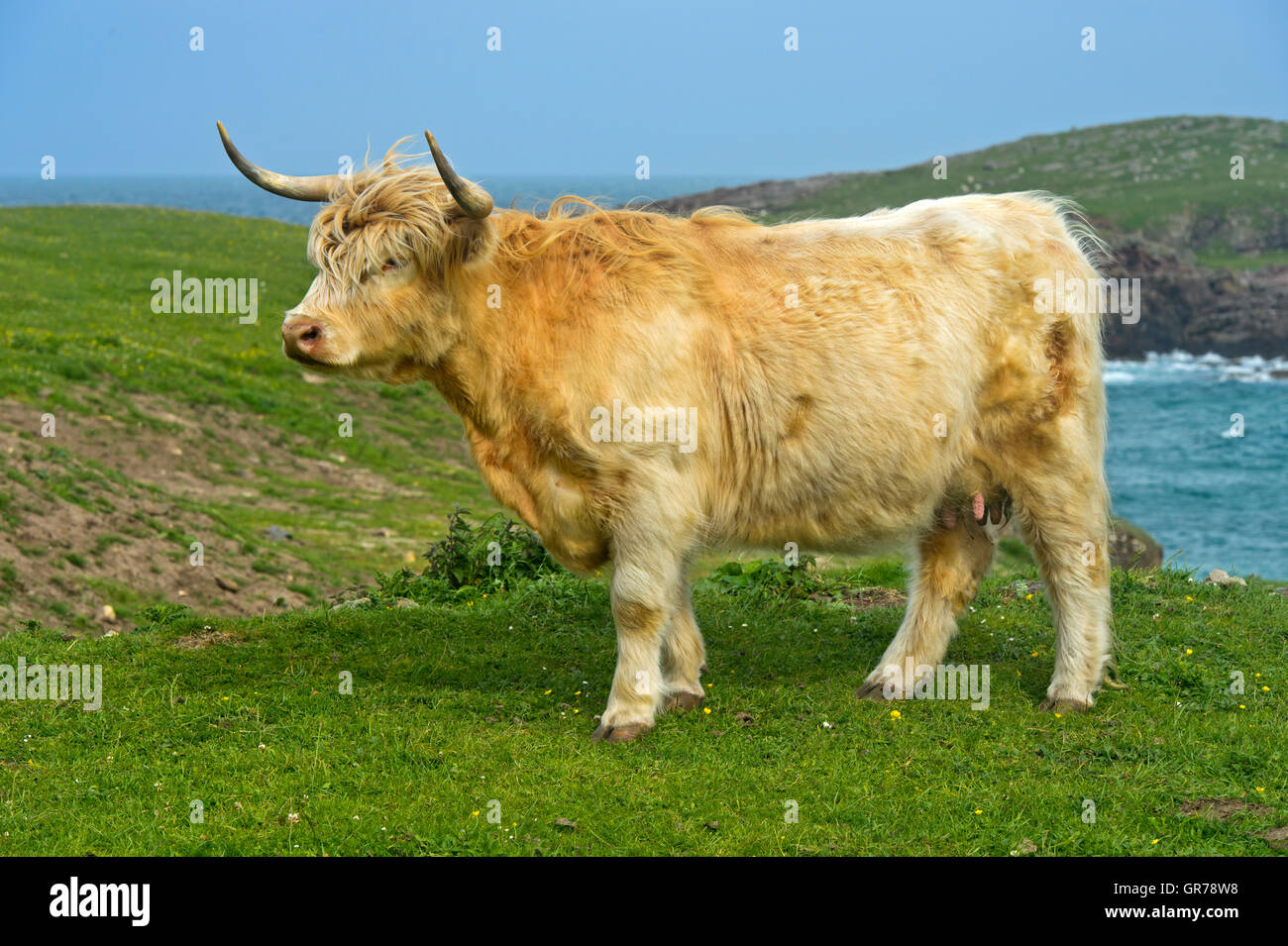 Kuh, Scottish Highland Cattle oder Kyloe, Schottland, Großbritannien Stockfoto