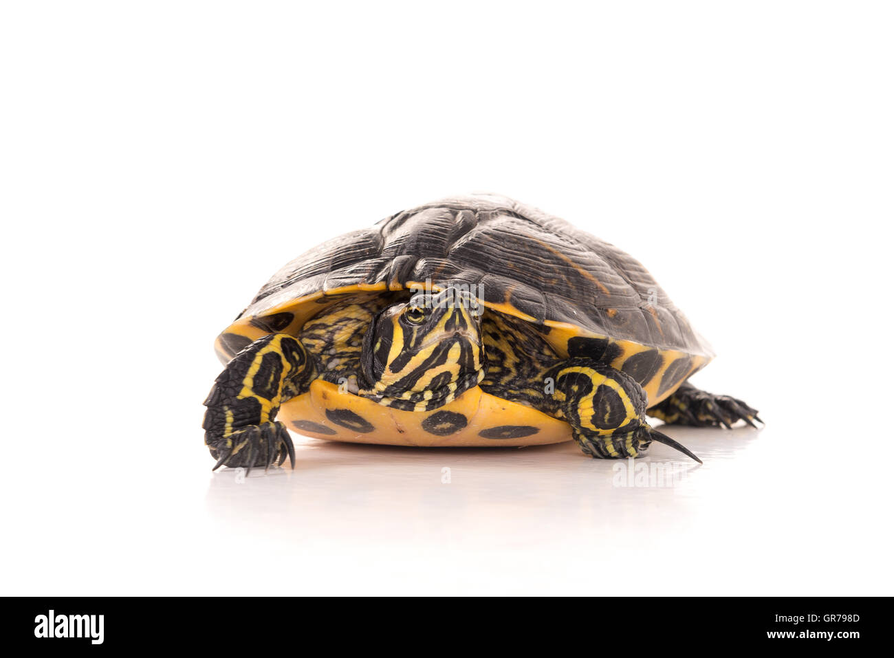 Niedliche kleine Schildkröte in einen weißen Hintergrund isoliert Stockfoto