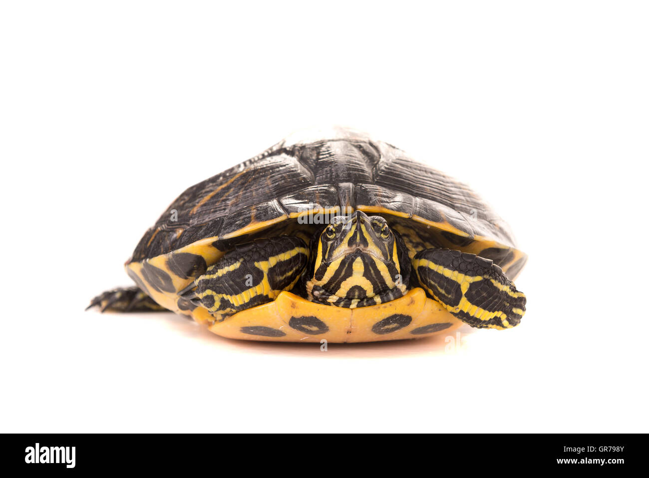 Niedliche kleine Schildkröte in einen weißen Hintergrund isoliert Stockfoto