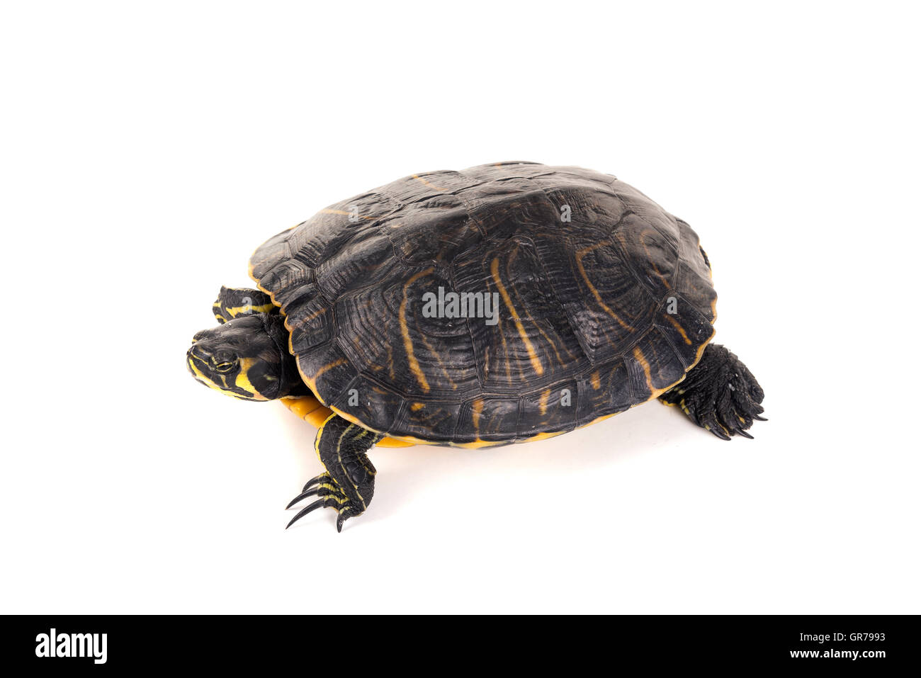 Niedliche kleine Schildkröte in einen weißen Hintergrund isoliert Stockfoto