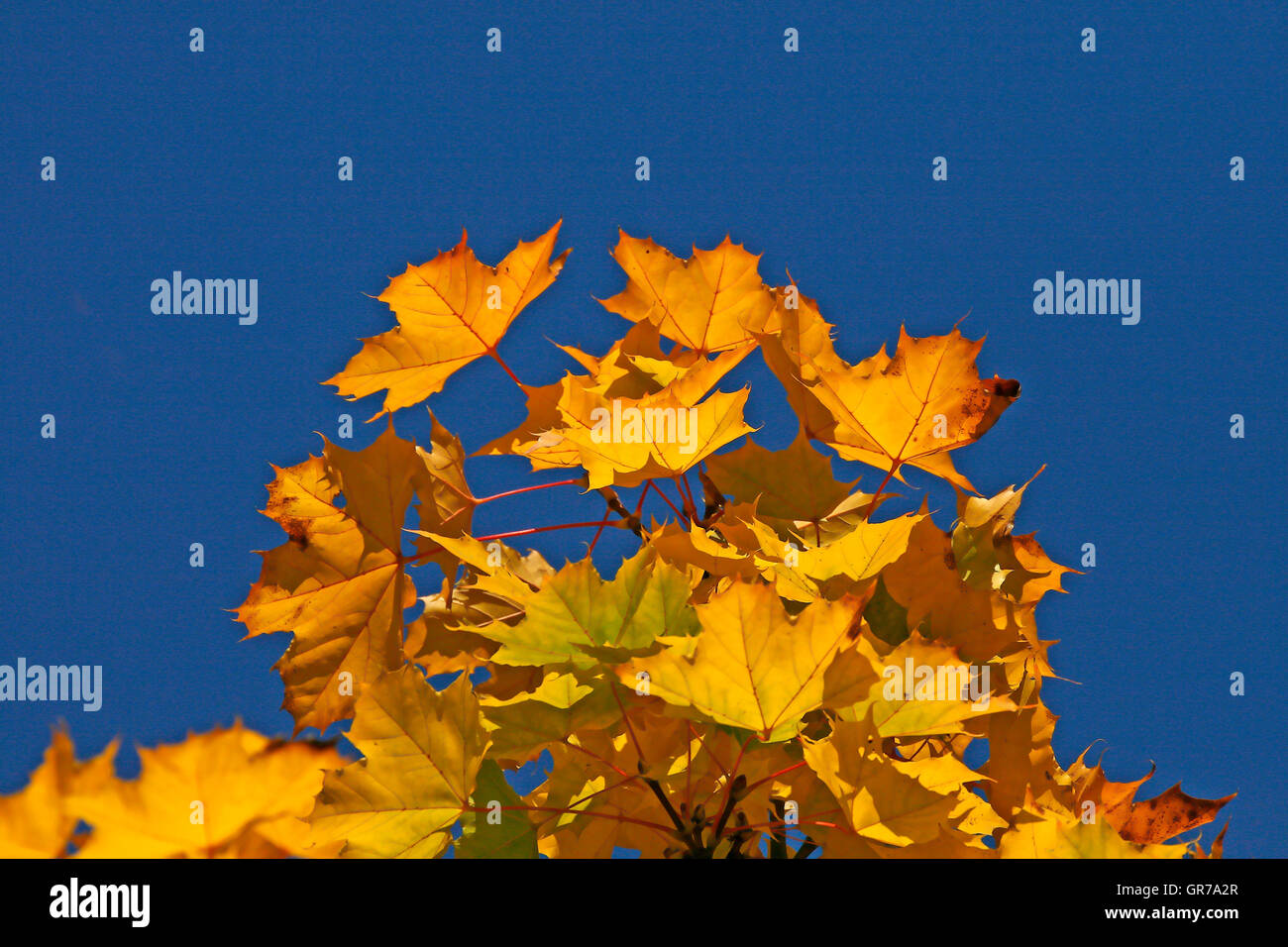 Spitz-Ahorn im Herbst Acer Platanoides, Niedersachsen, Deutschland Stockfoto