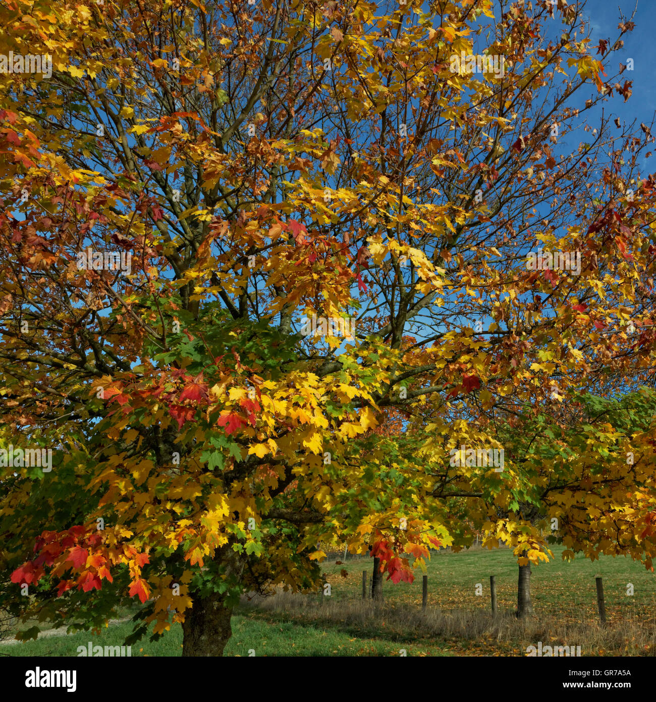 Acer Platanoides, Spitzahorn im Herbst, Hagen, Deutschland Stockfoto