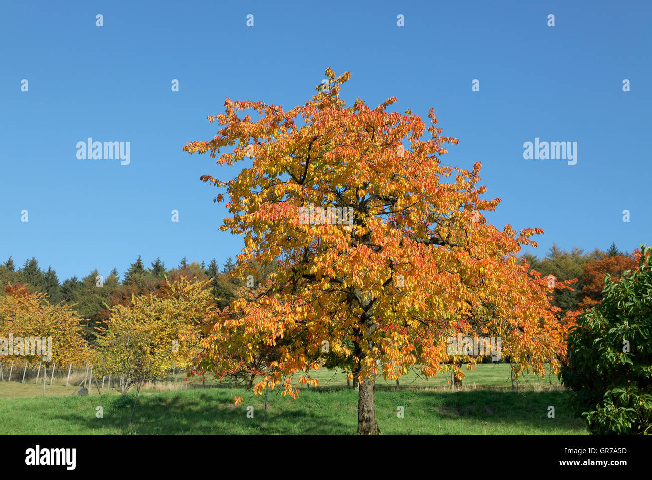 Kirschbäume im Herbst, Hagen, Niedersachsen, Deutschland, Europa Stockfoto
