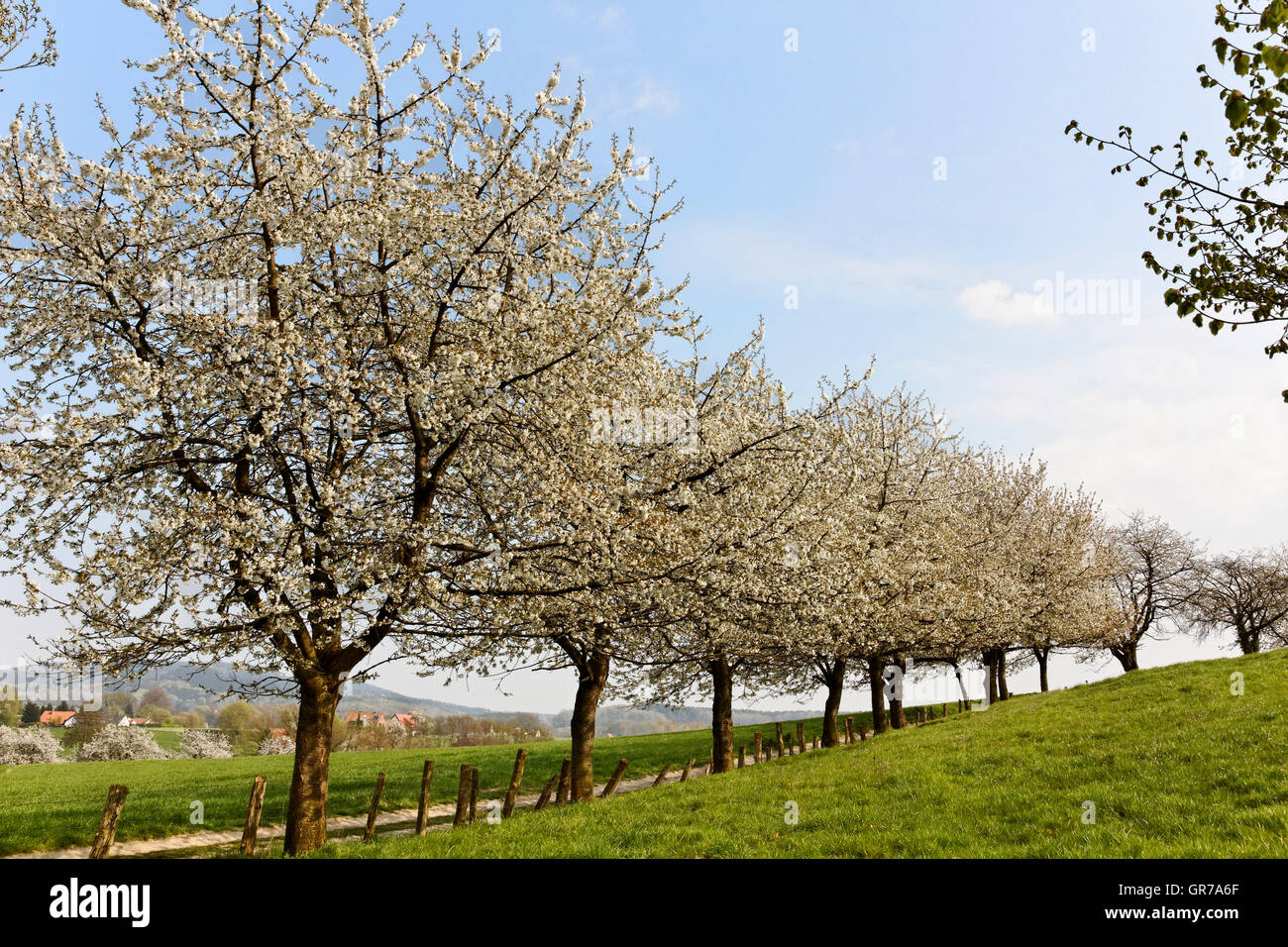 Wanderweg mit Kirschbäumen In Hagen, senken, Sachsen, Deutschland, Europa Stockfoto