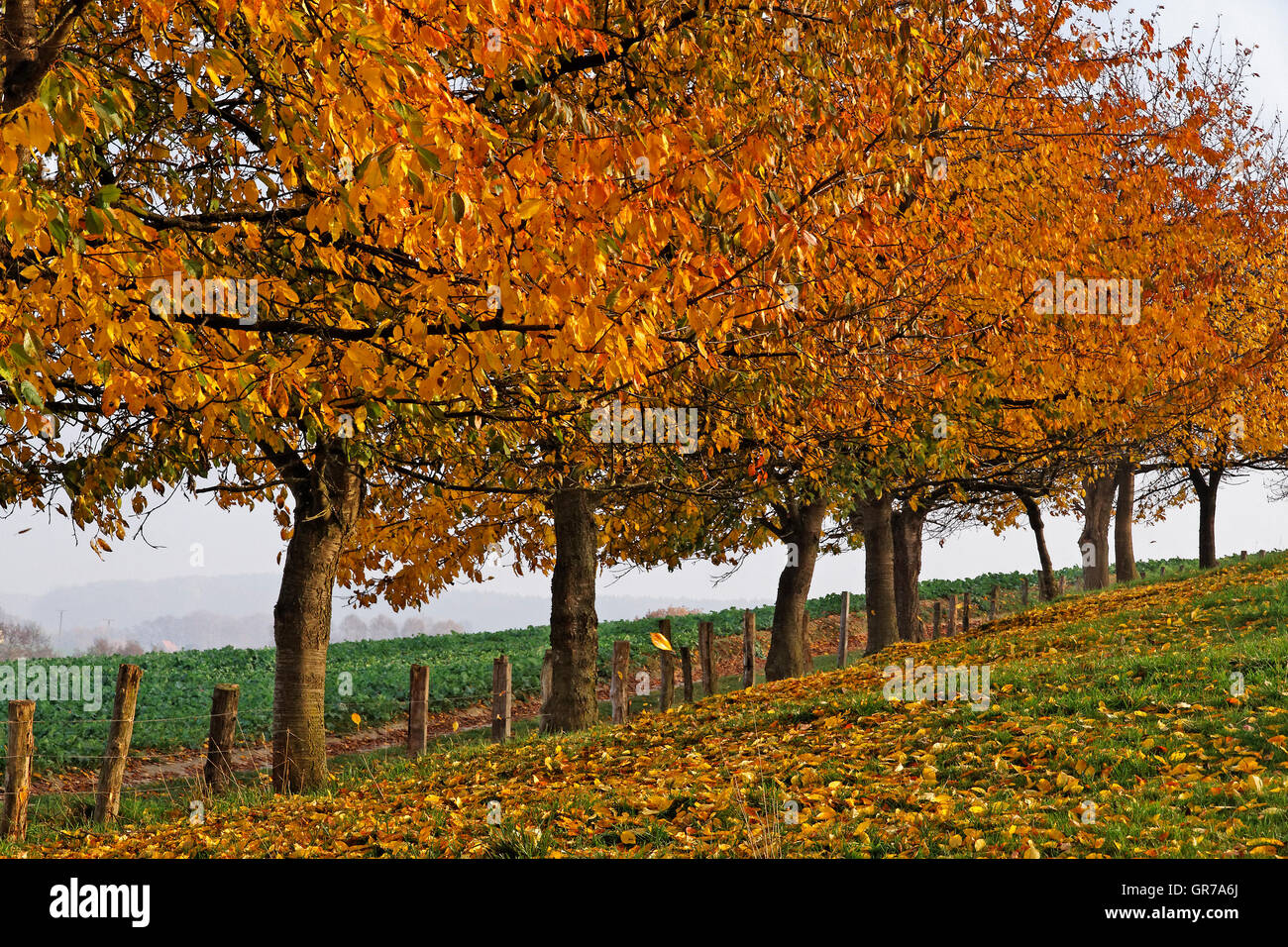 Wanderweg mit Kirschbäumen im Herbst, Hagen, Niedersachsen, Deutschland, Europa Stockfoto