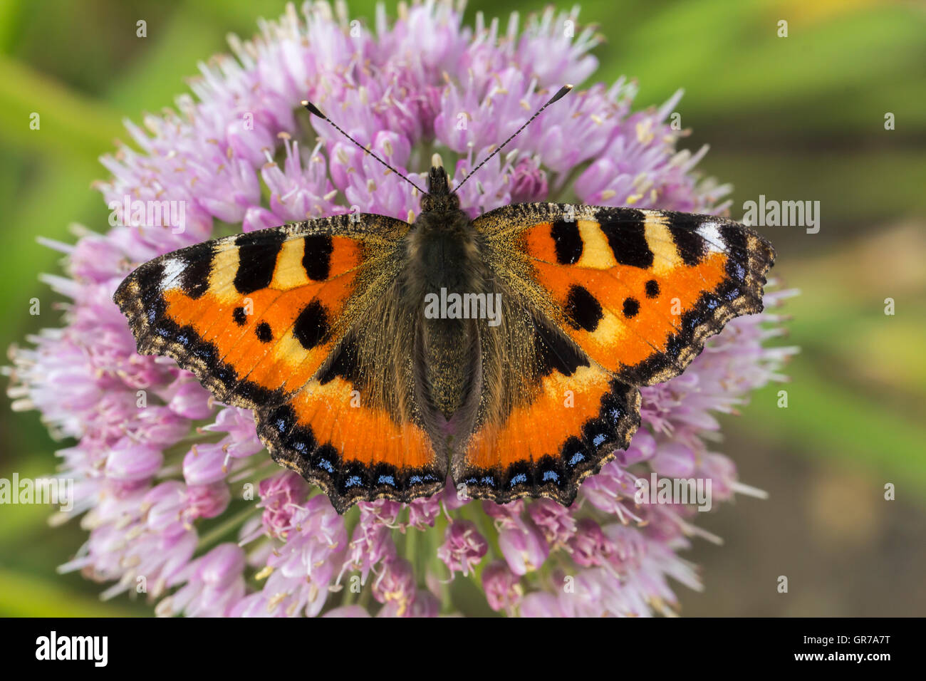 Aglais Urticae, Nymphalis Urticae kleiner Fuchs auf Allium, Lauch Blume, Niedersachsen, Deutschland Stockfoto