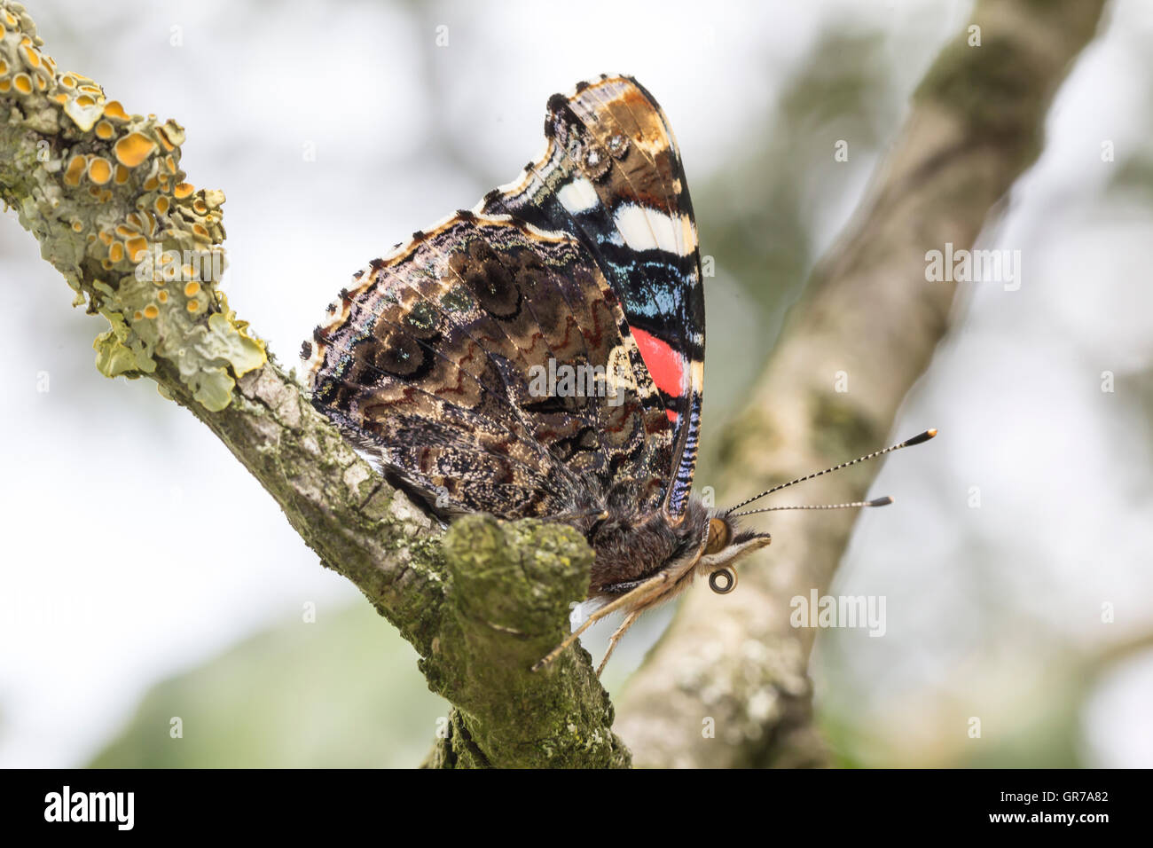 Vanessa Atalanta, rote Admiral Schmetterling auf einem Baum In Deutschland Stockfoto