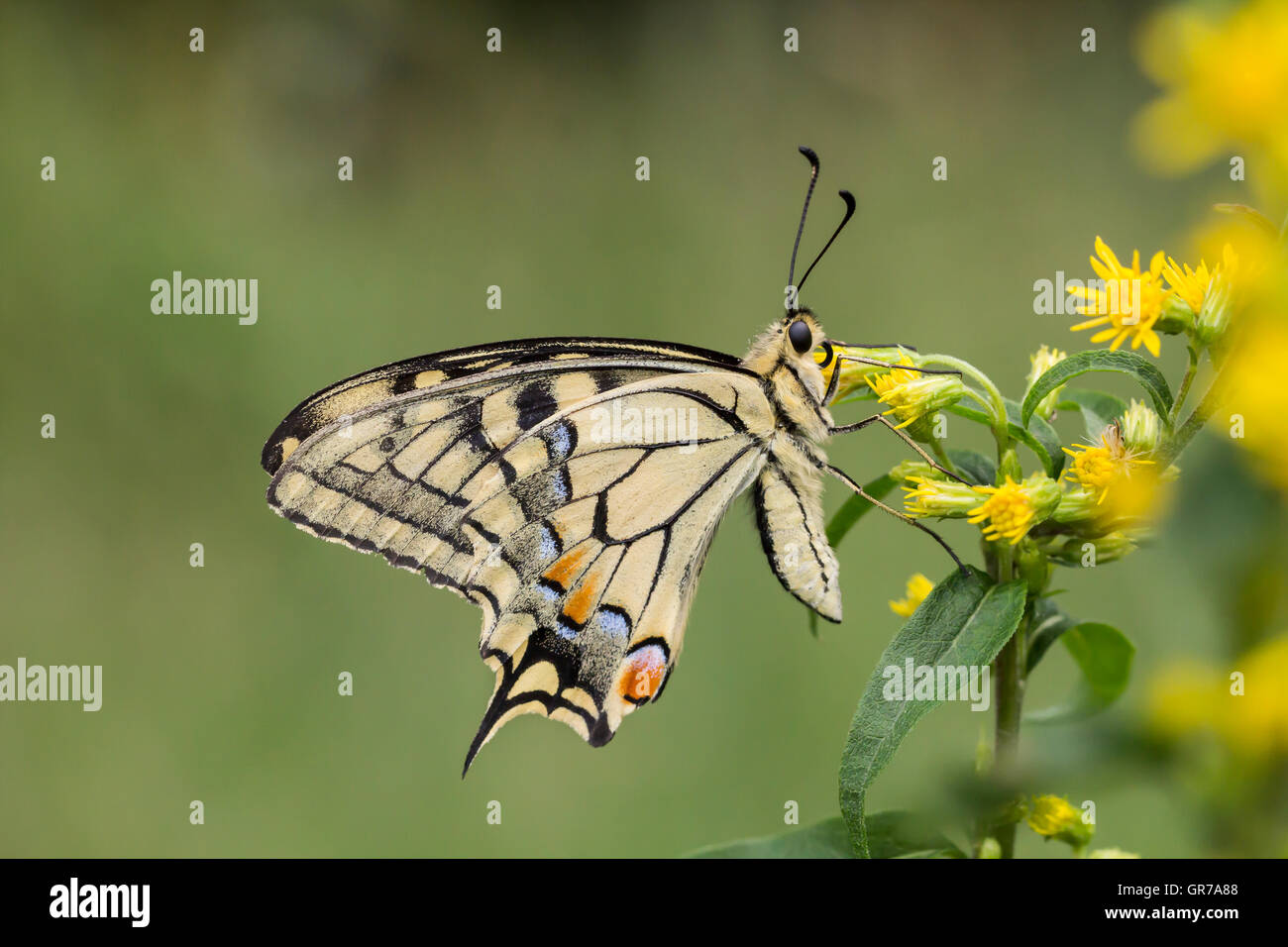 Papilio Machaon Schwalbenschwanz Schmetterling aus Niedersachsen, Deutschland Stockfoto