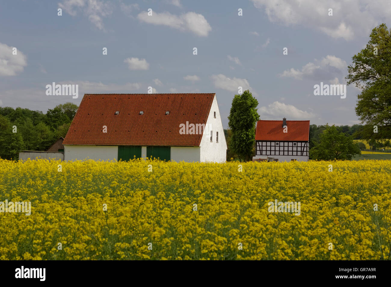 Bauernhof im Mai mit Rapsfeld, Osnabrück-Land/Region, Niedersachsen, Deutschland, Europa Stockfoto