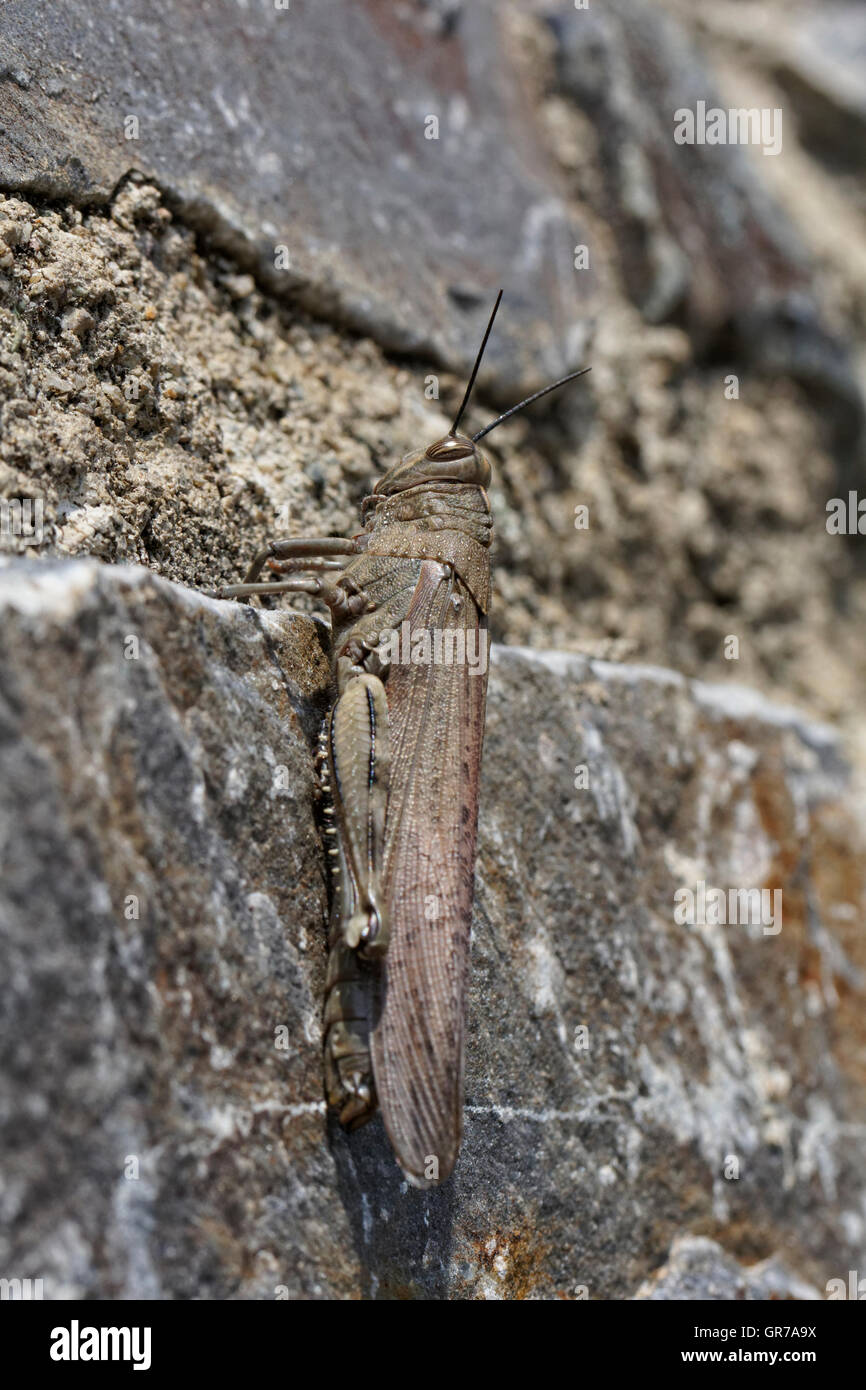 Ägyptischen Robinie, ägyptische Grasshopper Anacridium Aegypticum an einer Wand In Korsika, Frankreich, Europa Stockfoto