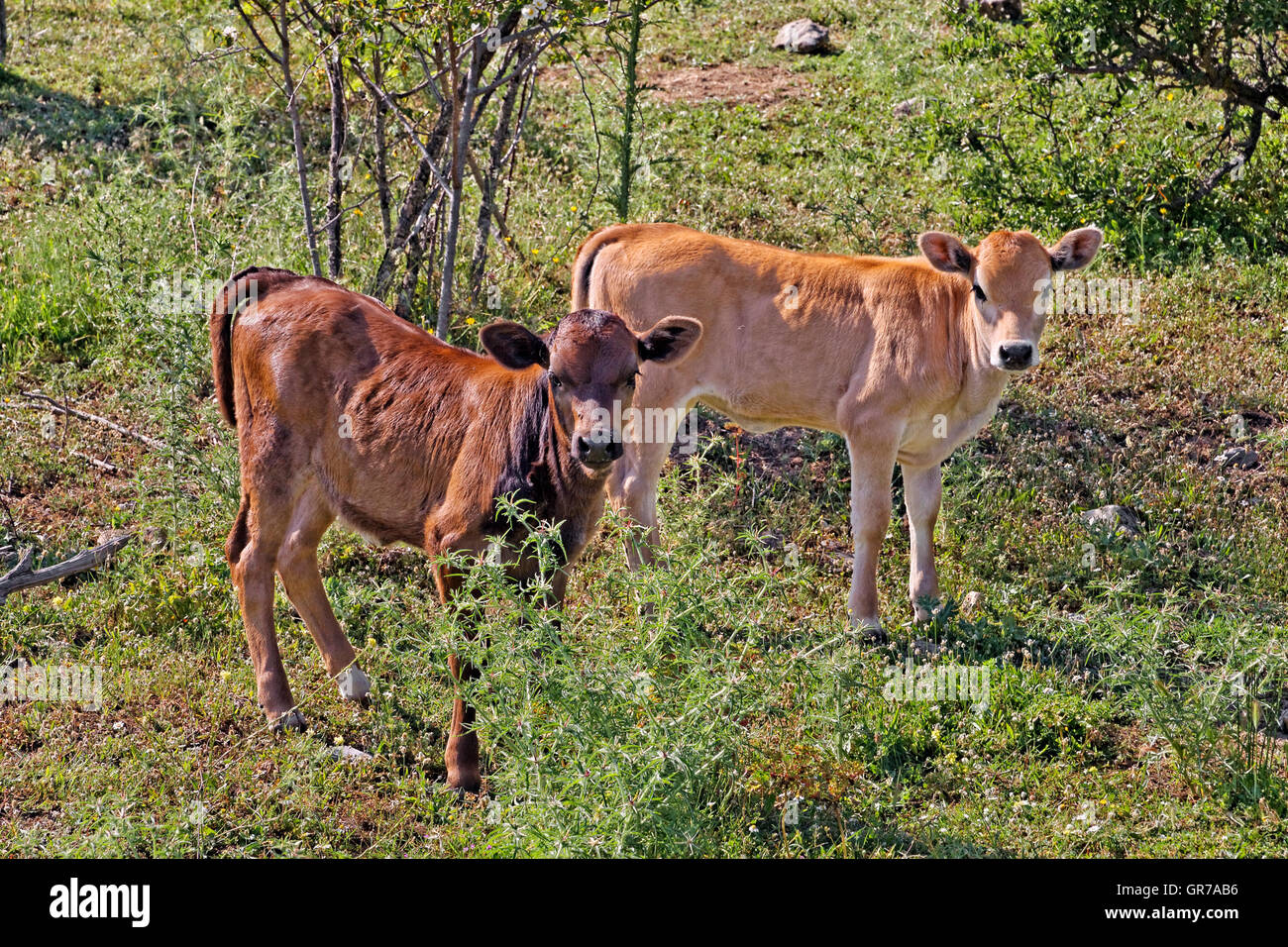 Zwei junge Kälber in der Nähe von Belgodere, N197 Nebbio Region, Korsika, Frankreich Stockfoto