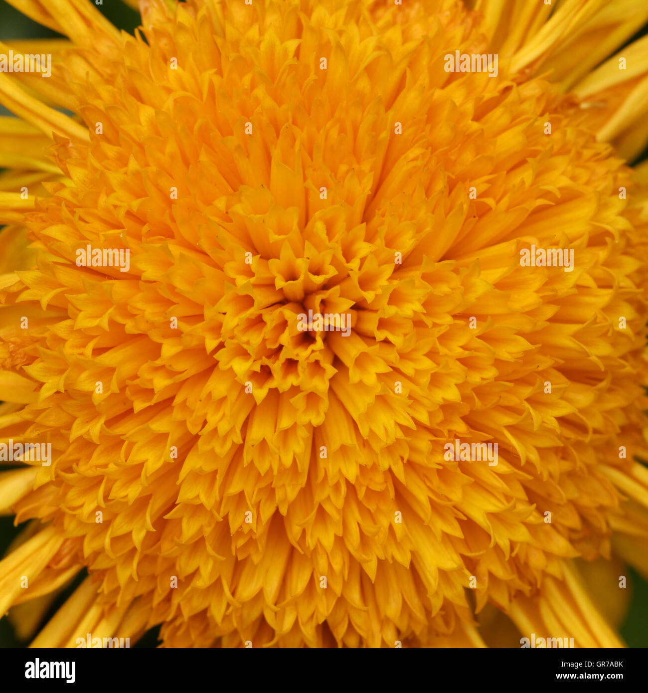 Calendula Officinalis, Sommerblume aus Deutschland, Ringelblume, Ruddles, gemeinsame Marigold Ringelblume Englisch Stockfoto