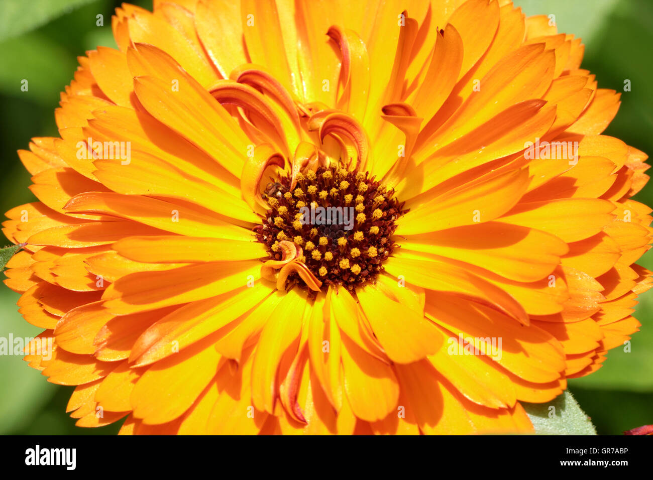 Calendula Officinalis, Ringelblume, Ruddles, gemeinsame Ringelblume, Englisch Ringelblume, dekorative Blume im Sommer Stockfoto