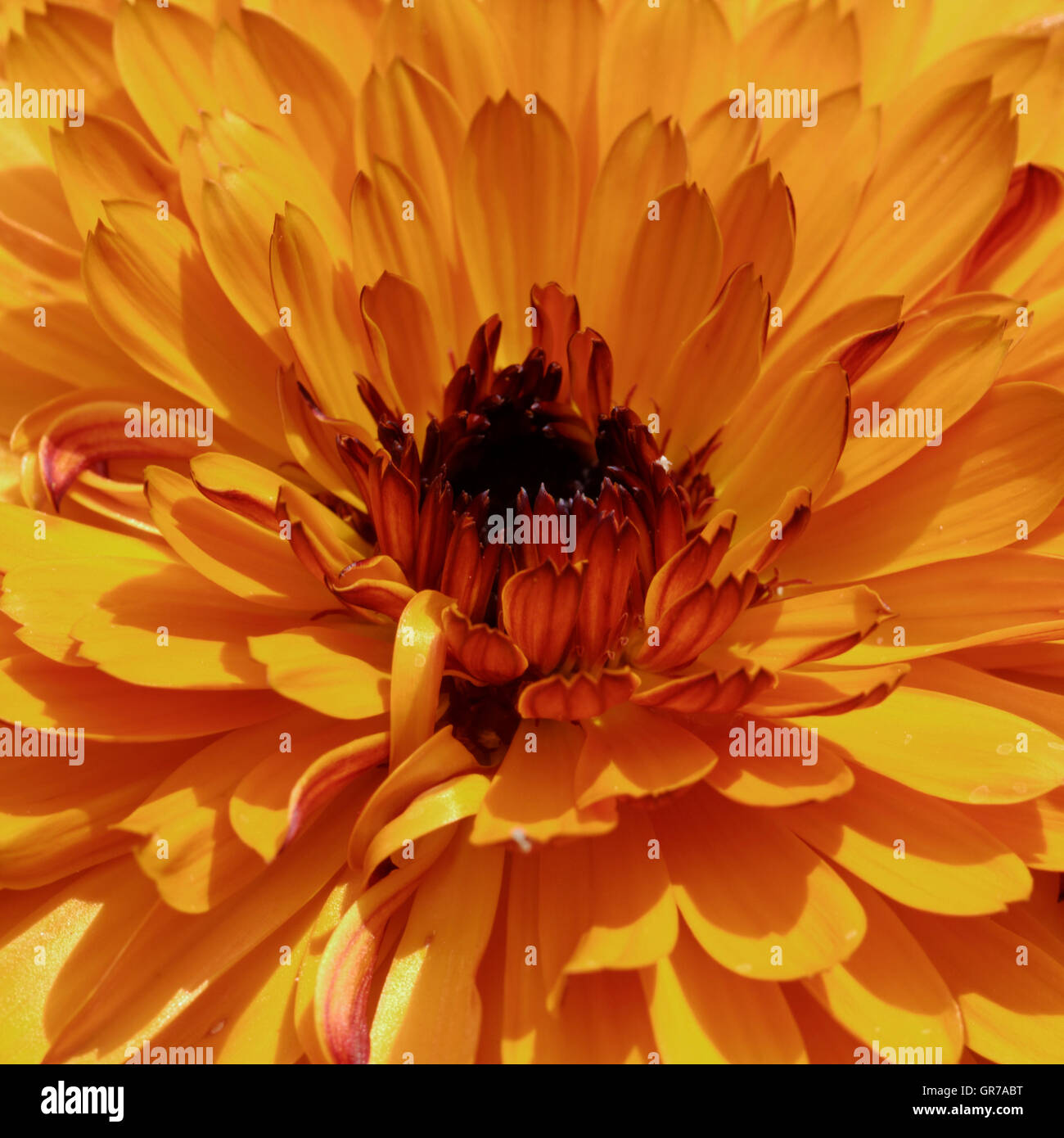 Gemeinsamen Ringelblume Calendula Officinalis, Englisch Ringelblume, dekorative Blume im Sommer Deutschland Stockfoto