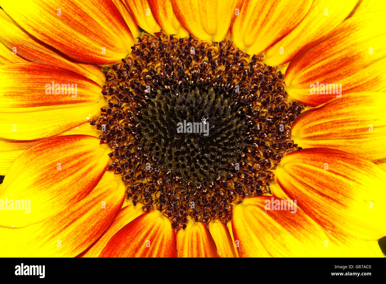 Sonnenblume Helianthus Annuus Merida Bicolor, ornamentale Sommer Hose Stockfoto