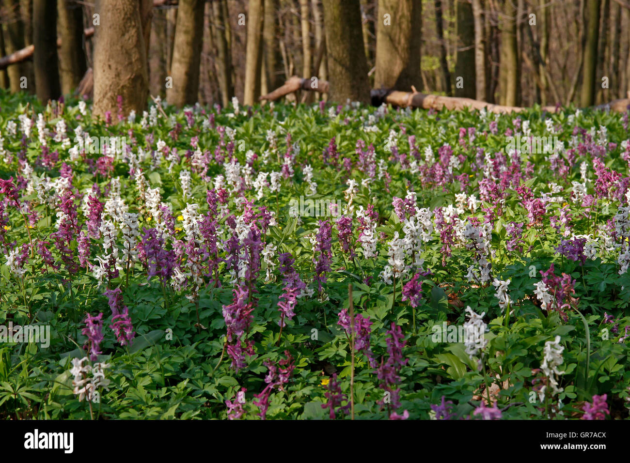 Senken Sie Corydalis Fumewort Blumen im Osnabrücker Land, Niedersachsen, Deutschland Stockfoto