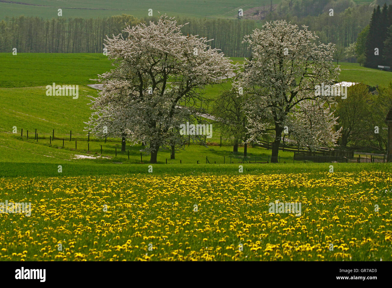 Frühlingslandschaft mit Kirschbäumen In Hagen, Niedersachsen, Deutschland, Europa Stockfoto