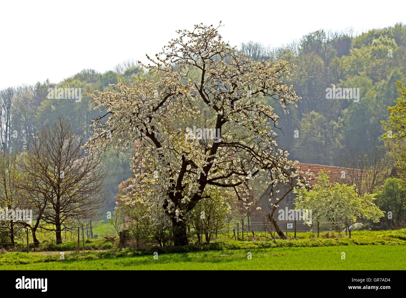 Bauernhof mit Kirschbaum im Frühling, Hagen, Niedersachsen, Deutschland, Europa Stockfoto