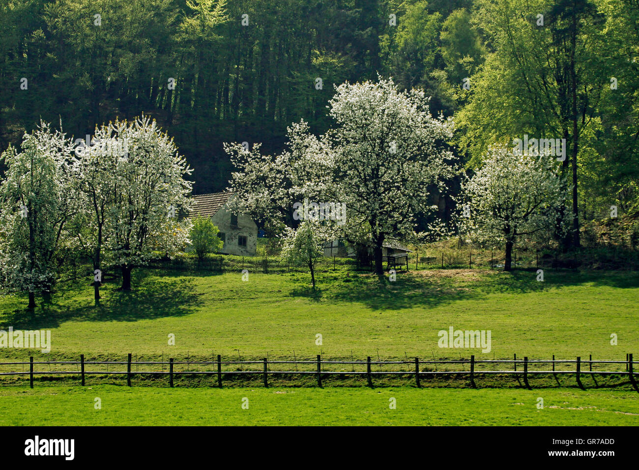 Kirschbäume im Frühling, Hagen, Niedersachsen, Deutschland, Europa Stockfoto