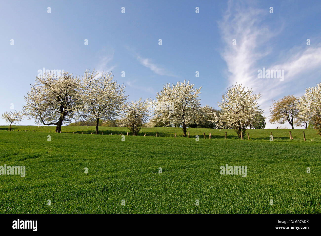 Feld mit Kirschbäumen In Hagen, Niedersachsen, Deutschland, Europa Stockfoto