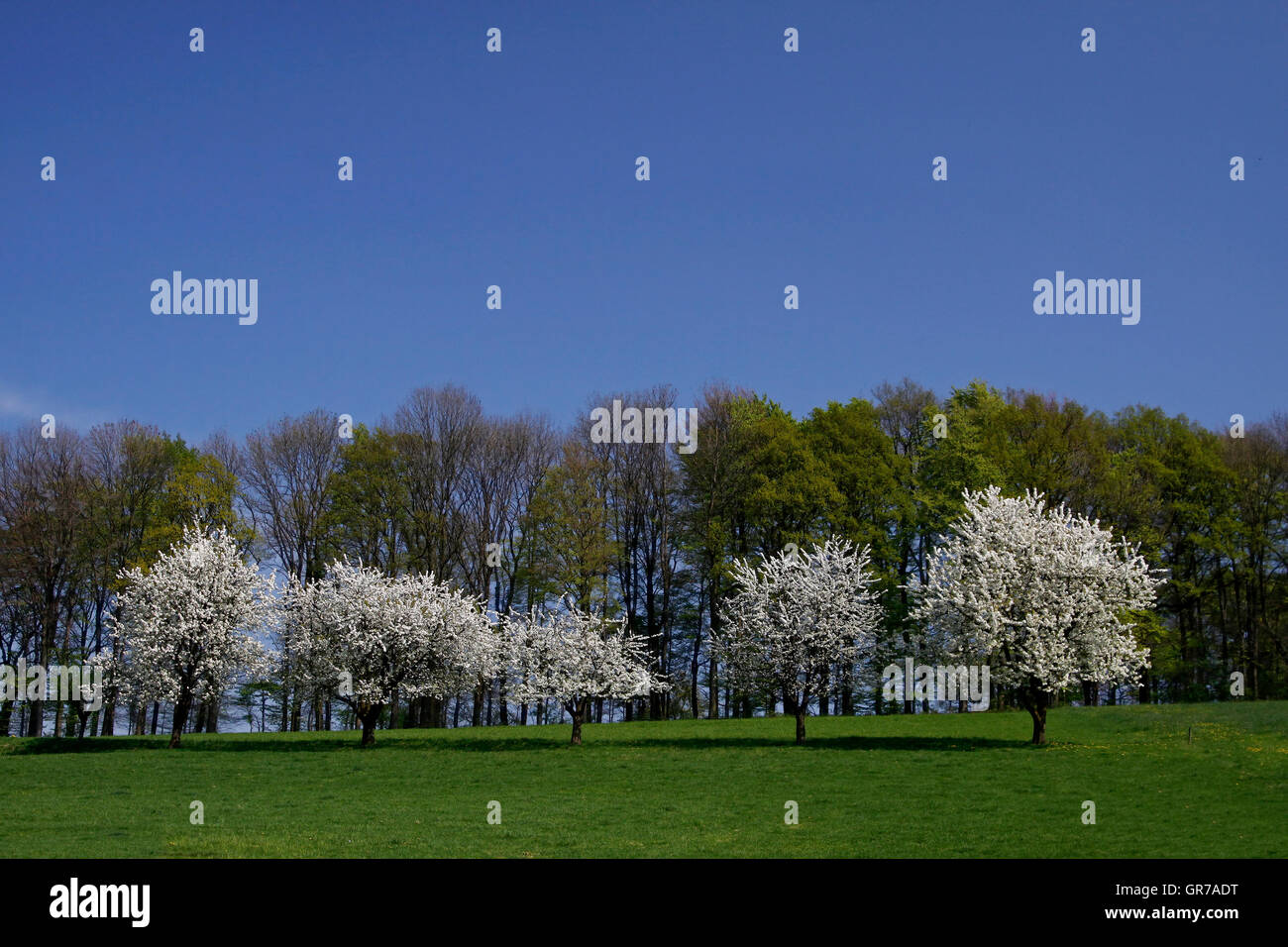Kirschbäume im Frühling, Hagen, Niedersachsen, Deutschland, Europa Stockfoto