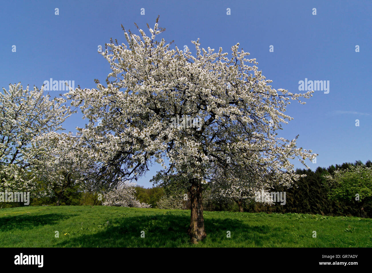 Kirschblüte In Holperdorp, Nordrhein Westfalen, Deutschland, Europa Stockfoto