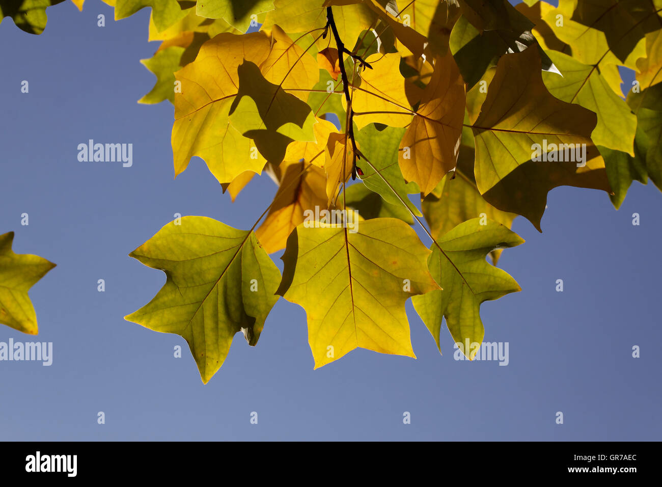 Tulpenbaum, amerikanischer Tulpenbaum, Tuliptree, Tulpenbaum, gelb-Pappel im Herbst Stockfoto