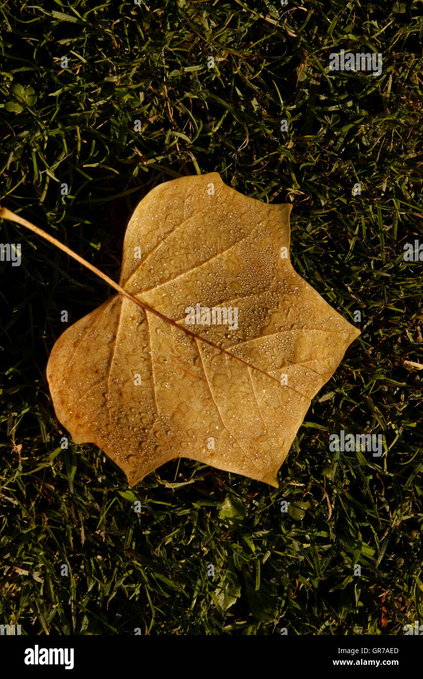 Tulpenbaum, amerikanischer Tulpenbaum, Tuliptree, Tulpenbaum, gelb-Pappel im Herbst Stockfoto