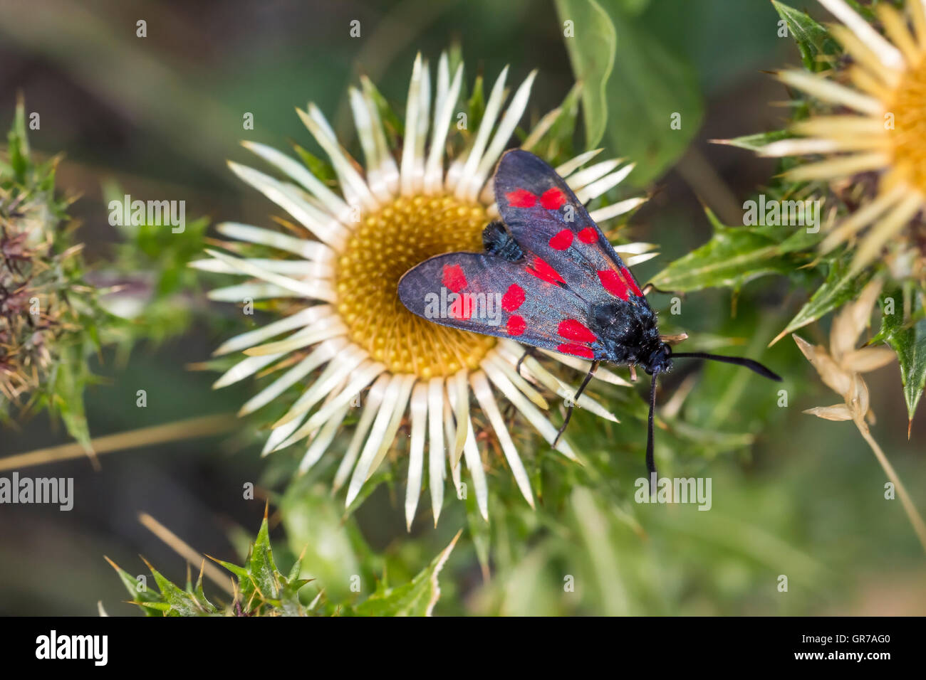 Zygaena Filipendulae, sechs-Spot Burnet Schmetterling auf Carline Distel Carlina Vulgaris aus Niedersachsen, Deutschland, Europa Stockfoto