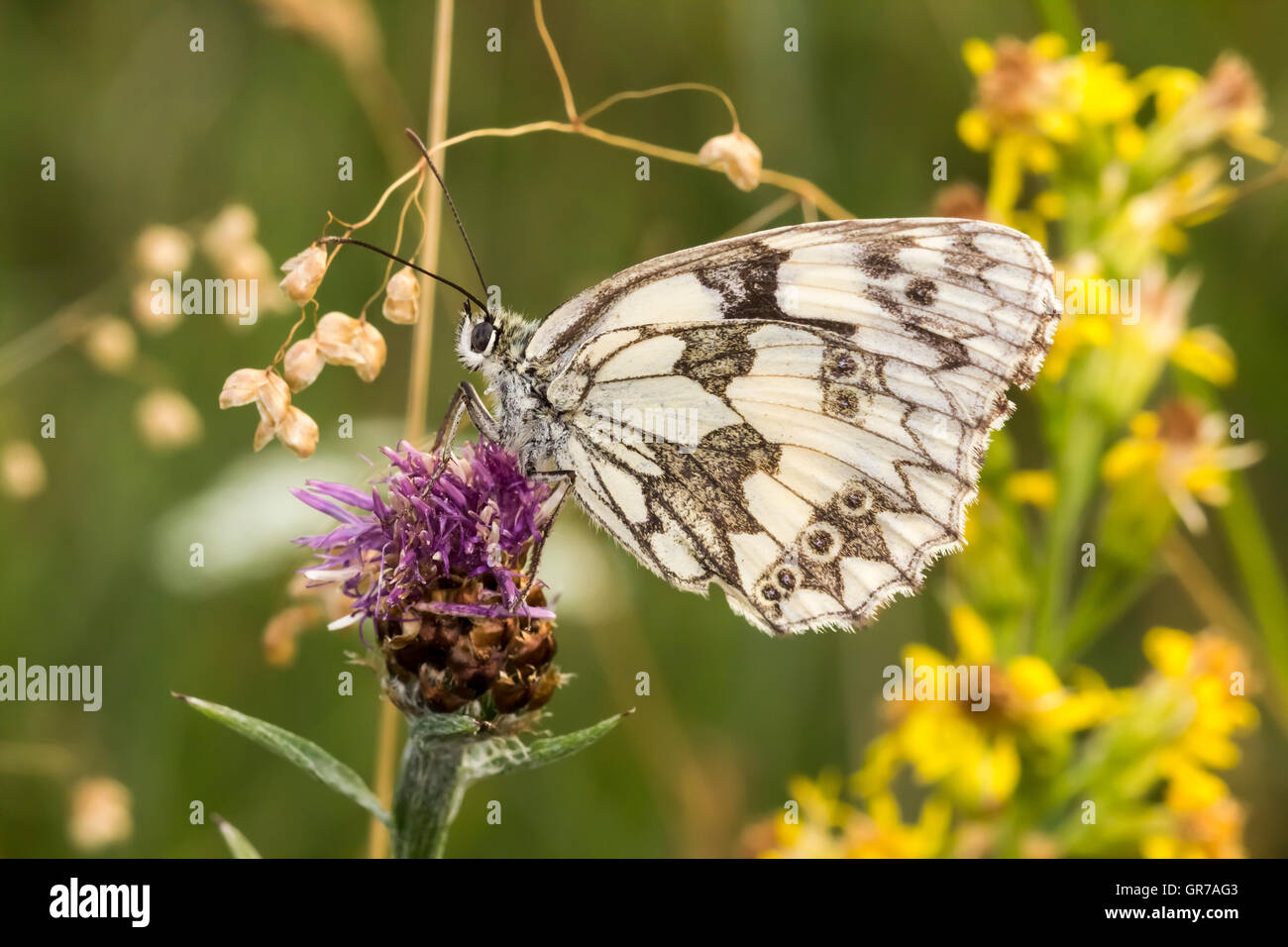 Marmoriert weißer Schmetterling Melanargia Galathea aus Niedersachsen, Deutschland, Europa Stockfoto