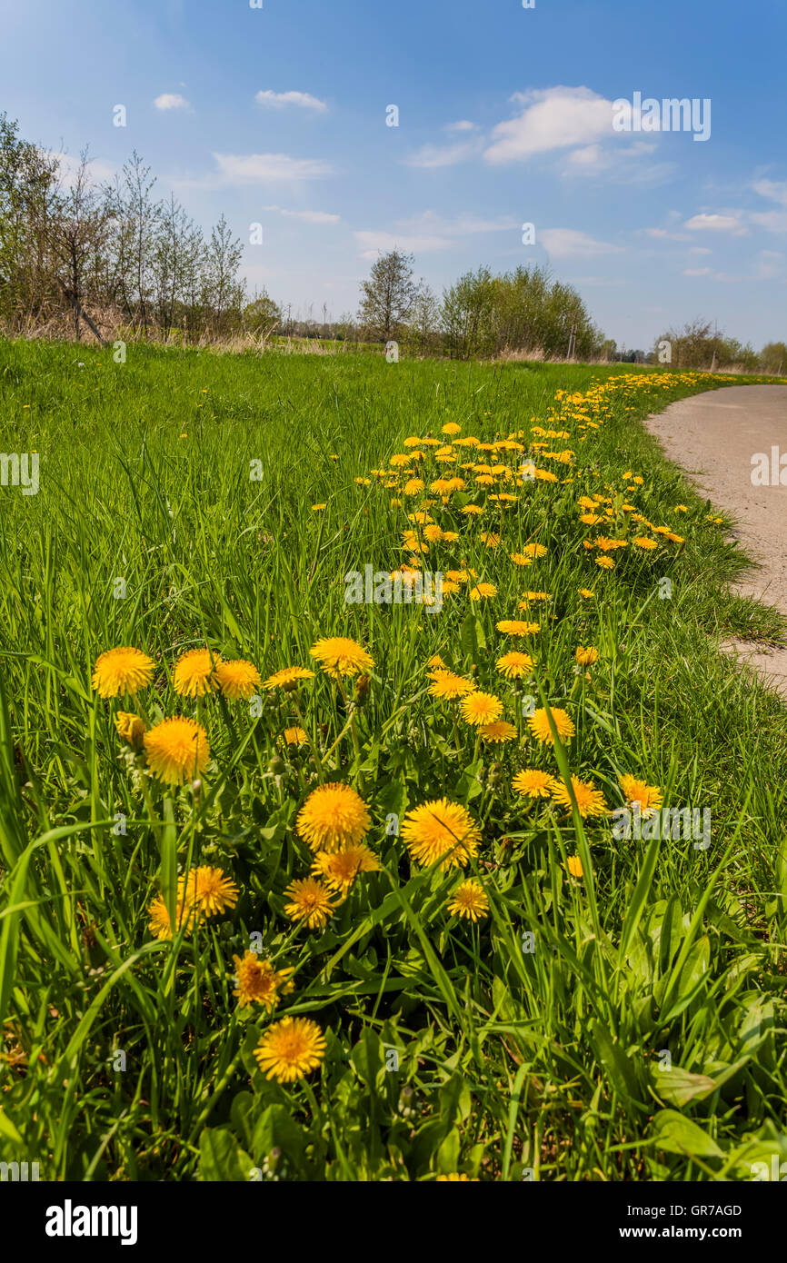 Gemeinsamen Löwenzahn Blüten Taraxacum Officinale, im Frühling, Niedersachsen, Deutschland, Europa Stockfoto