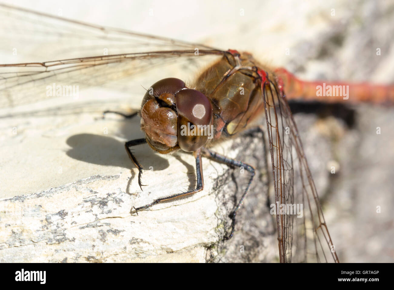 Sympetrum Striolatum, gemeinsame Darter Libelle aus Niedersachsen, Deutschland Stockfoto