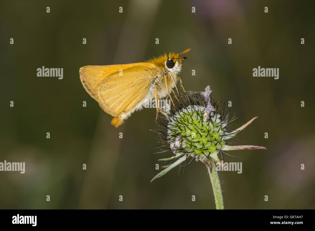 Thymelicus Acteon, Lulworth Skipper Butterfly aus Niedersachsen, Deutschland Stockfoto
